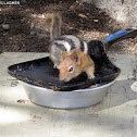Golden Mantled Ground Squirrel