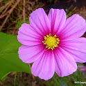 Cosmos Flower