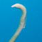 Whip goby