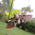 Polilla