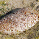 Ocellated Sea Cucumber