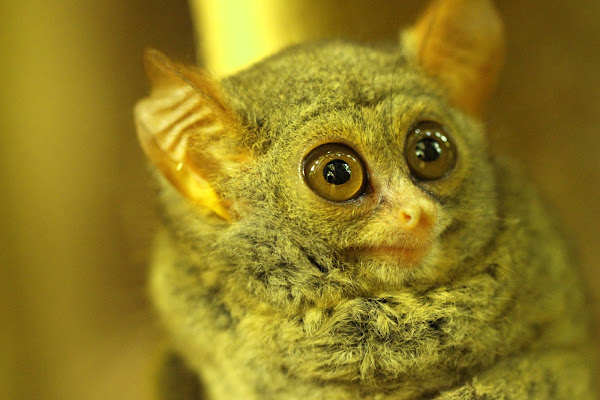 spectral tarsier project noah
