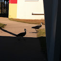 Straw-necked Ibis