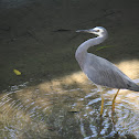 White-faced Heron