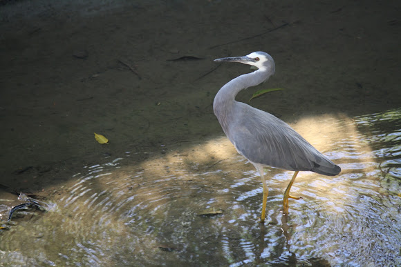 Spotting Image 1