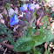 Lungwort