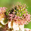 blackberry, zarzamora
