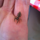 Rindenspringspinne