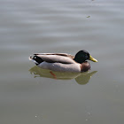 Mallard; Anade Real