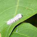 Hickory Tussock Moth Caterpillar