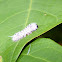 Hickory Tussock Moth Caterpillar