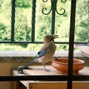 Eurasian Jay 
