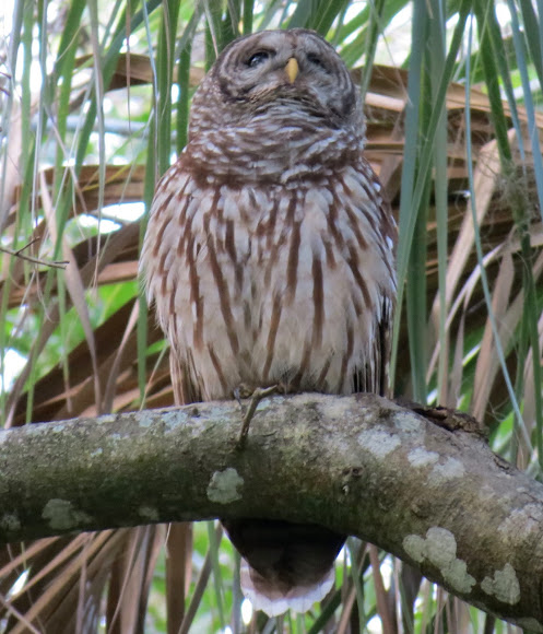 Spotting Image 1