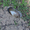 Mussel shell