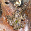 Northern Cricket Frog