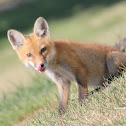 Red Fox Kits