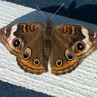 Common buckeye