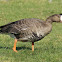 White-fronted Goose