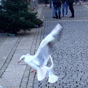 Black-headed Gull