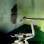 Mantis
