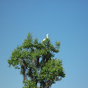 Snowy Egret