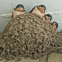 Barn Swallow