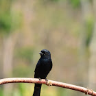 The Black Drongo