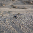 Long horn beetle