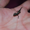 Pigmy chameleon