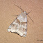 Forage Looper