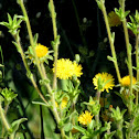 Spiny starwort