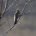 Black-headed Grosbeak