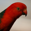 Australian King Parrot