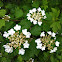 Gemeiner Schneeball or Guelder Rose