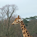 Masai Giraffe
