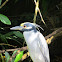 Yellow-crowned Night-heron