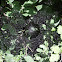 spider web