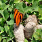 Banded Orange Heliconian