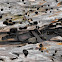 Driftwood-Signs of Wildlife