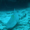 Tawny Nurse Shark