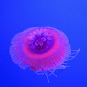 Crown jellyfish