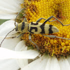 Long-horned beetle