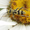 Long-horned beetle