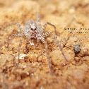 Wolf Spider