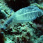 ascidians