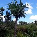 Aloe