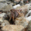 Caribbean Hermit Crab