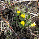 Marsh Marigold