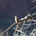 Rock Wren
