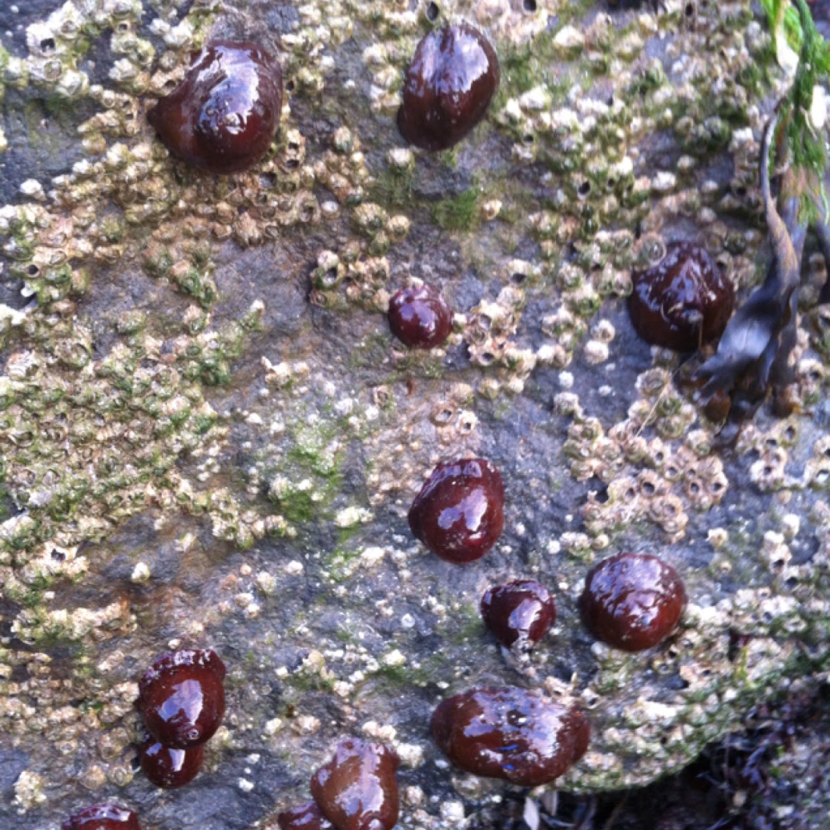 Beadlet anemoon